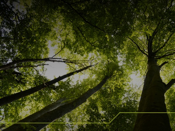 Carton PACK lança o relatório de Sustentabilidade 2025: compromisso que gera impacto Carton PACK lança o relatório de Sustentabilidade 2025: compromisso que gera impacto